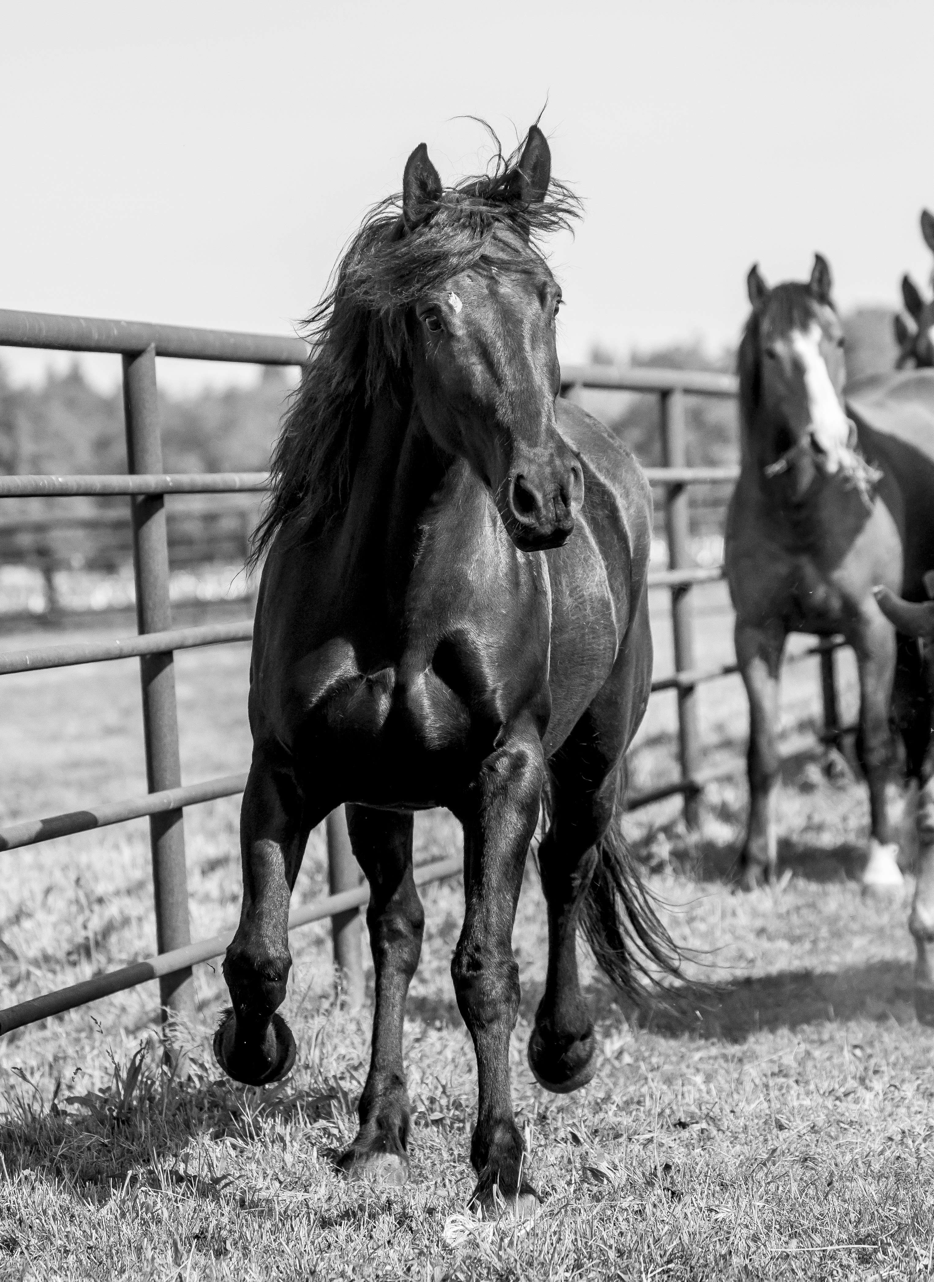 Flying U Rodeo Event