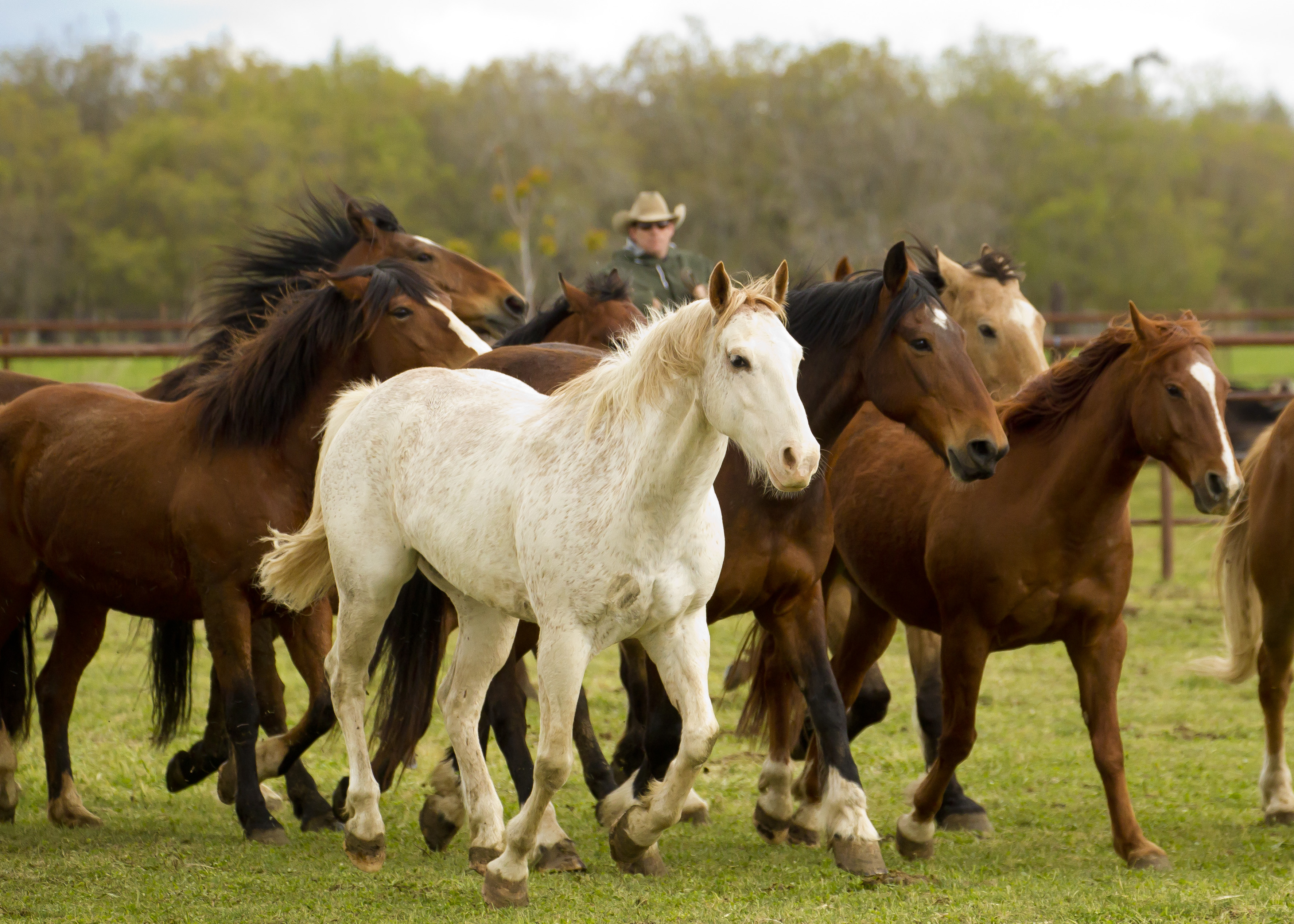 Flying U Rodeo Event