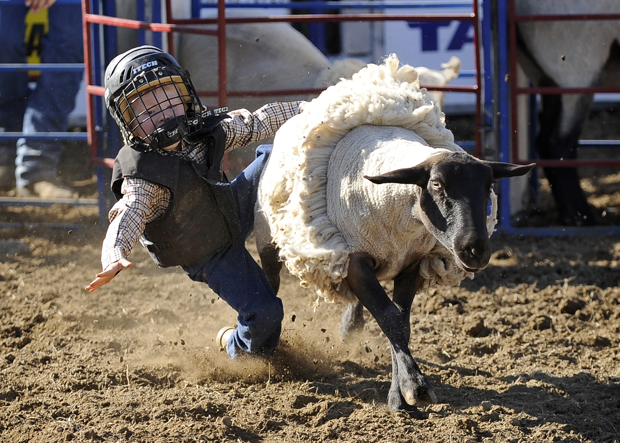 Mutton Bustin Entries